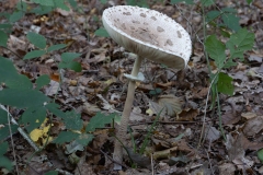 p1051603