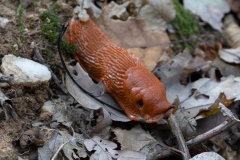 p1051606