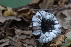 p1051610