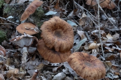 p1051619
