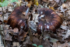 p1051620