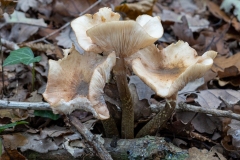 p1051621