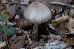 p1051627