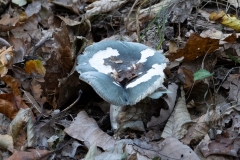 p1051629