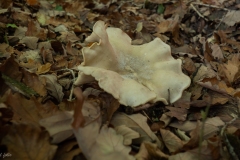 p1051664
