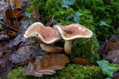 p1051689