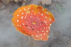 p1051717