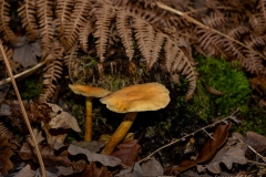 p1051733