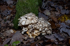 p1051737