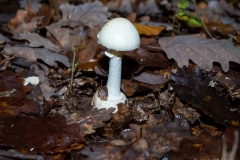 p1051746