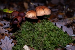 p1051747