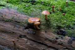 Gymnopilus sapineus