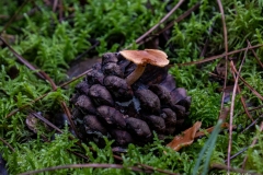 p1051796