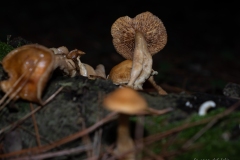 Inocybe