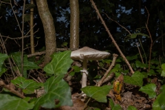 p1123358