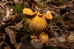 Cantharellus cibarius - girolle