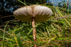 Macrolepiota procera - Coulemelle