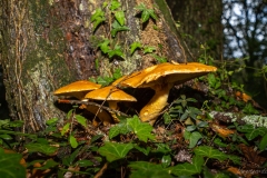 p1123502