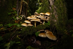 Hypholoma fasciculare