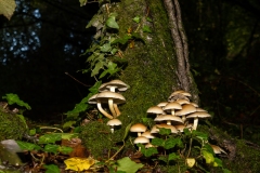 Hypholoma fasciculare