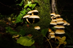 Hypholoma fasciculare