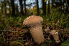 p1133718