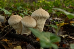 p1133724