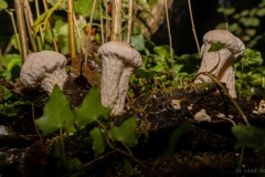 Hypomyces hyalinus