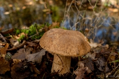 p1133824