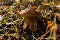 p1133827