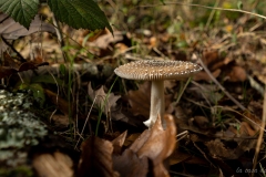 p1133829