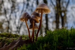 p1133844