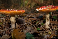 p1133858