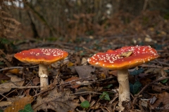 p1133861