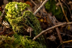 p1133864