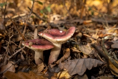 p1133872