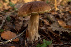 p1133875