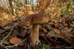 p1133876
