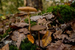 p1133880