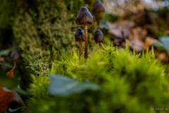 p1133883