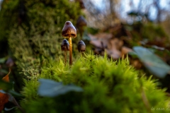 p1133884