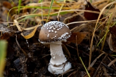 p1133888
