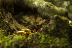 p1170870-enhanced-nr