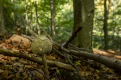 p1170877-enhanced-nr