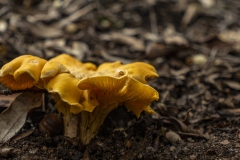 p1170983