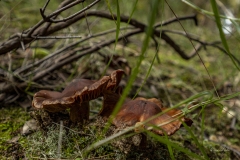 p1170985