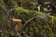 p1171010-enhanced-nr