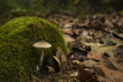 p1171018-enhanced-nr