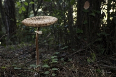 p1171068-enhanced-nr