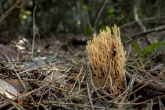 p1171076-enhanced-nr